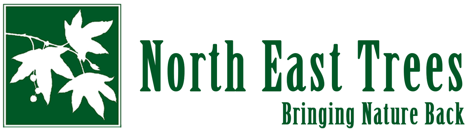 Northeast Trees